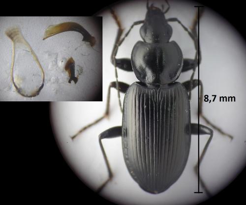 Réf. 200 253 : Agonum duftschmidi